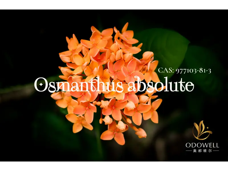 Osmanthus Absolute - Tandatangan Semula Jadi Odowell untuk Floral Oriental Elegant